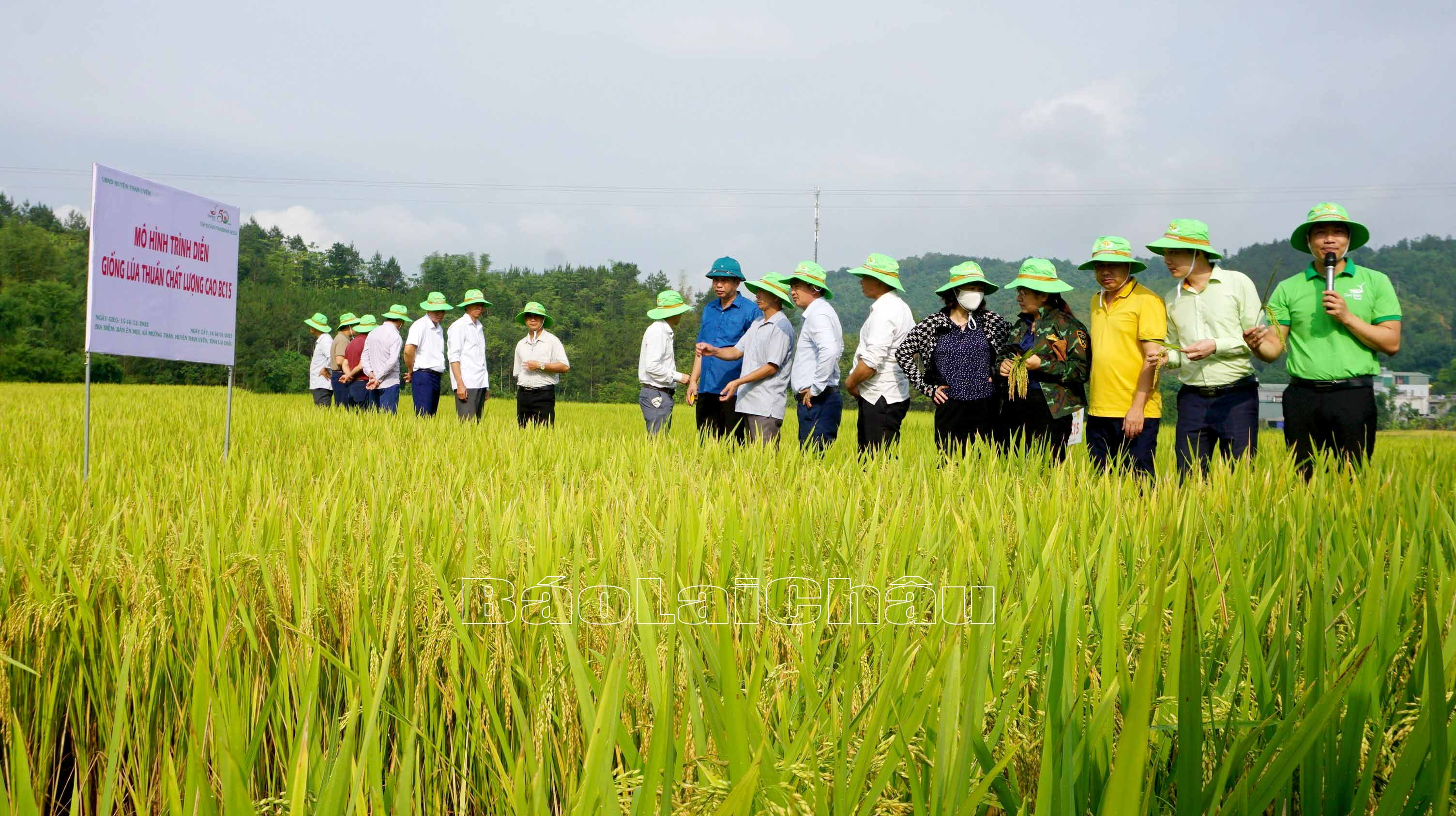 Những buổi hội thảo đầu bờ giúp huyện Than Uyên lựa chọn thêm các giống lúa mới hiệu quả kinh tế cao vào canh tác, sản xuất.